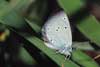 Dwergblauwtje 4 (Cupido minimus)